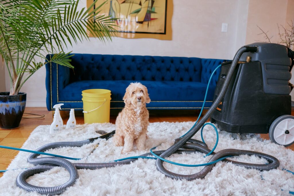 Pet Stain & Odor Removal Services: The Ultimate Guide to a Clean, Fresh, and Hygienic Home